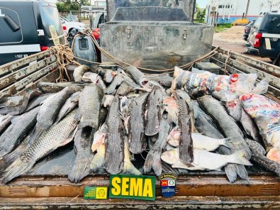 Peixes apreendidos pela fiscalizaï¿½ï¿½o ambiental.jpg