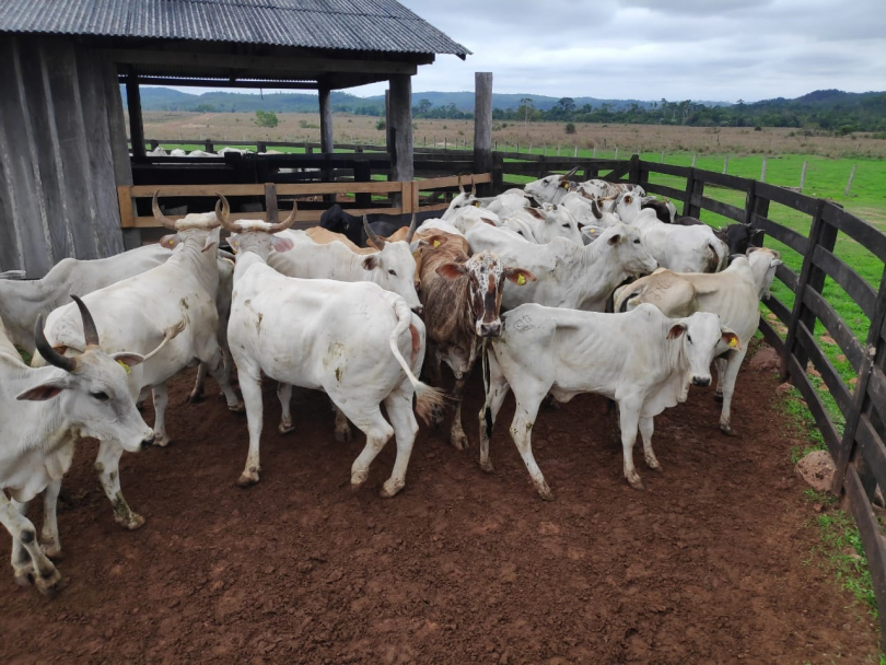 Pc Recupera 70 Cabeças De Gado Roubadas De Fazenda Em Mt Folhamax 5786