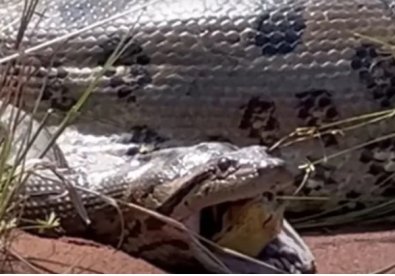 Butantan pesquisará sucuri gigante cuspindo cobra; como isso