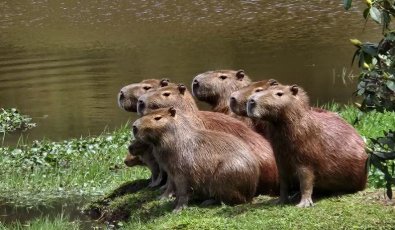 capivara.JPG