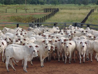 gado-boi-fazenda.jpg