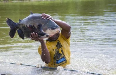 peixe-tanque.JPG