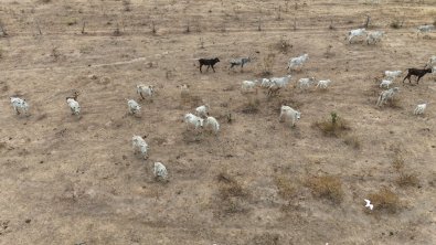 vacas-pasto